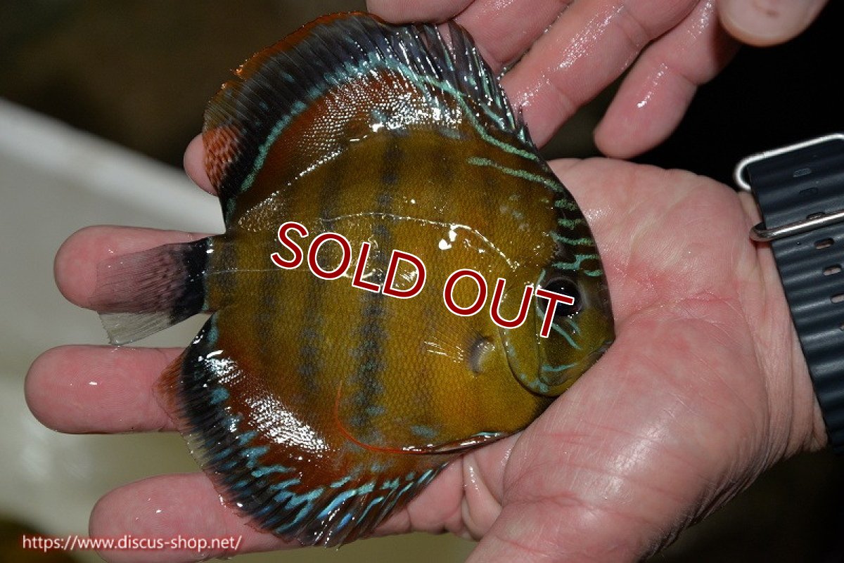 画像3: 【決算セール クーポンご利用で更に10％OFF対象商品】【ワイルドディスカス】【通販】【３年ぶりの入荷】ラーゴクリペア スーパーレッド【個体販売】12-13cm（生体）クリペア産 (3)