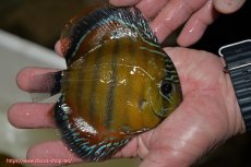 画像3: 【決算セール クーポンご利用で更に10％OFF対象商品】【ワイルドディスカス】【通販】【３年ぶりの入荷】ラーゴクリペア スーパーレッド【個体販売】12-13cm（生体）クリペア産 (3)