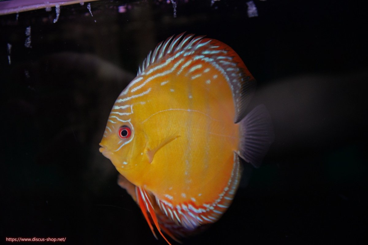 画像1: 【ワイルドディスカス】【通販】【３年ぶりの入荷】ラーゴクリペア スーパーレッド【個体販売】12-13cm（生体）クリペア産 (1)