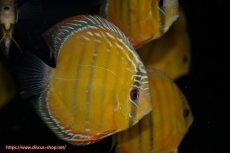 画像1: 【決算セール クーポンご利用で更に10％OFF対象商品】【ワイルドディスカス】【通販】【３年ぶりの入荷】ラーゴクリペア スーパーレッド【個体販売】12-13cm（生体）クリペア産 (1)