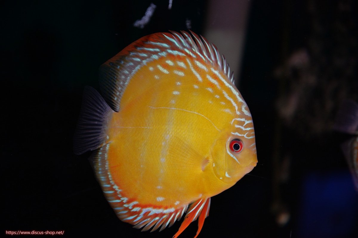 画像2: 【ワイルドディスカス】【通販】【３年ぶりの入荷】ラーゴクリペア スーパーレッド【個体販売】12-13cm（生体）クリペア産 (2)