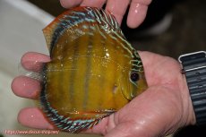 画像3: 【決算セール クーポンご利用で更に10％OFF対象商品】【ワイルドディスカス】【通販】【３年ぶりの入荷】ラーゴクリペア スーパーレッド【個体販売】12-13cm（生体）クリペア産 (3)