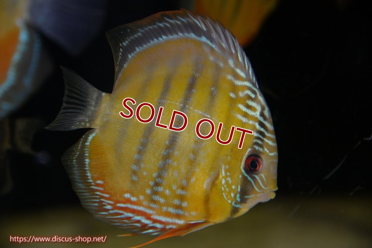 画像1: 【決算セール クーポンご利用で更に10％OFF対象商品】【ワイルドディスカス】【通販】【３年ぶりの入荷】ラーゴクリペア スーパーレッド【個体販売】12-13cm（生体）クリペア産 (1)