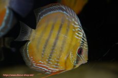 画像1: 【決算セール クーポンご利用で更に10％OFF対象商品】【ワイルドディスカス】【通販】【３年ぶりの入荷】ラーゴクリペア スーパーレッド【個体販売】12-13cm（生体）クリペア産 (1)