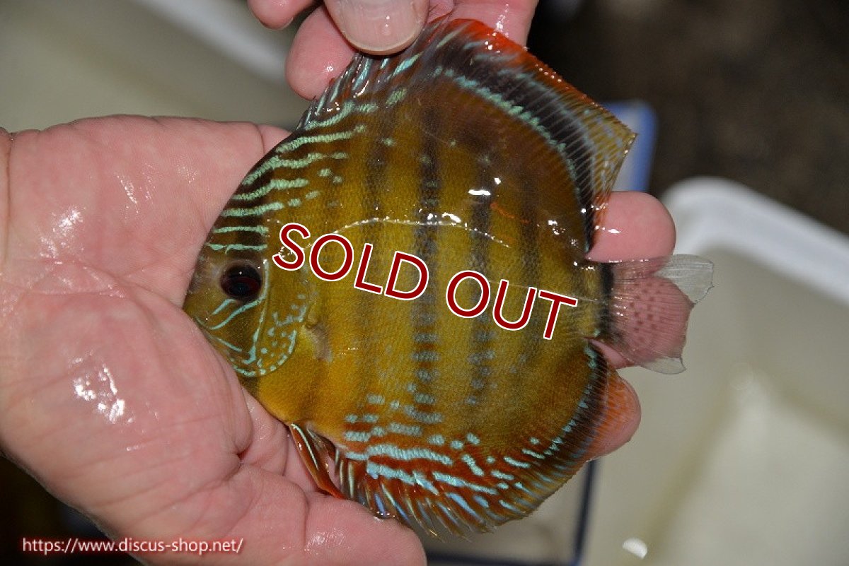 画像2: 【決算セール クーポンご利用で更に10％OFF対象商品】【ワイルドディスカス】【通販】【３年ぶりの入荷】ラーゴクリペア スーパーレッド【個体販売】12-13cm（生体）クリペア産 (2)