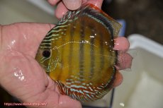 画像2: 【決算セール クーポンご利用で更に10％OFF対象商品】【ワイルドディスカス】【通販】【３年ぶりの入荷】ラーゴクリペア スーパーレッド【個体販売】12-13cm（生体）クリペア産 (2)