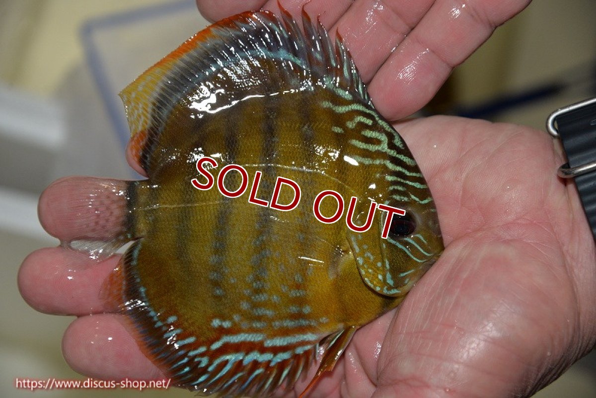 画像3: 【決算セール クーポンご利用で更に10％OFF対象商品】【ワイルドディスカス】【通販】【３年ぶりの入荷】ラーゴクリペア スーパーレッド【個体販売】12-13cm（生体）クリペア産 (3)