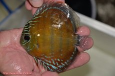 画像1: 【ワイルドディスカス】【通販】【３年ぶりの入荷】ラーゴクリペア レッド【個体販売】11-13cm（生体）クリペア産 (1)