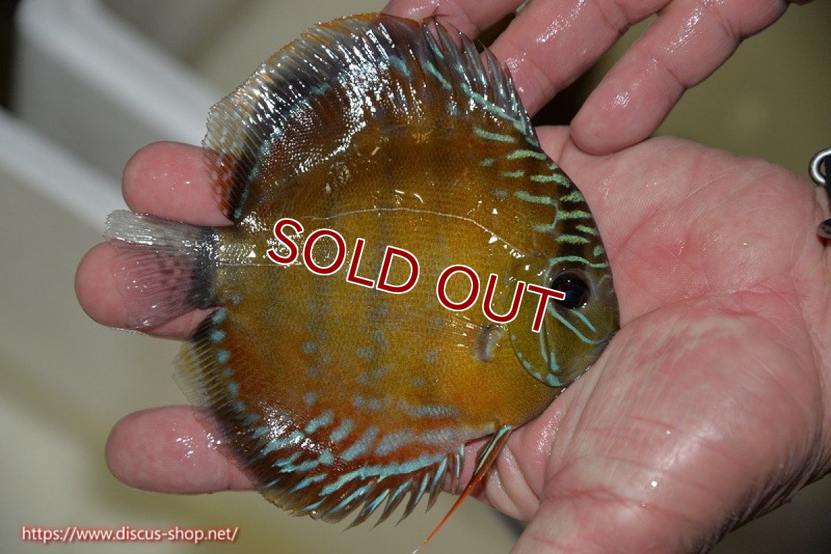 画像2: 【ワイルドディスカス】【通販】【３年ぶりの入荷】ラーゴクリペア レッド【個体販売】11-13cm（生体）クリペア産 (2)