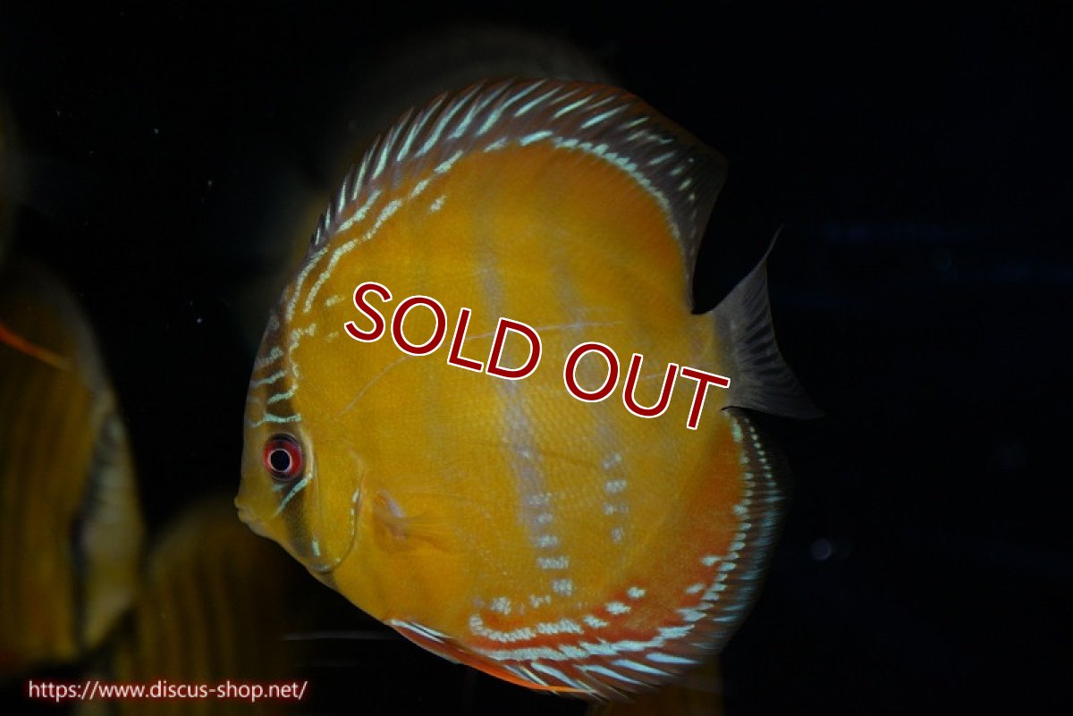 画像1: 【決算セール クーポンご利用で更に10％OFF対象商品】【ワイルドディスカス】【通販】【３年ぶりの入荷】ラーゴクリペア レッド【個体販売】11-13cm（生体）クリペア産 (1)