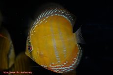 画像1: 【決算セール クーポンご利用で更に10％OFF対象商品】【ワイルドディスカス】【通販】【３年ぶりの入荷】ラーゴクリペア レッド【個体販売】11-13cm（生体）クリペア産 (1)