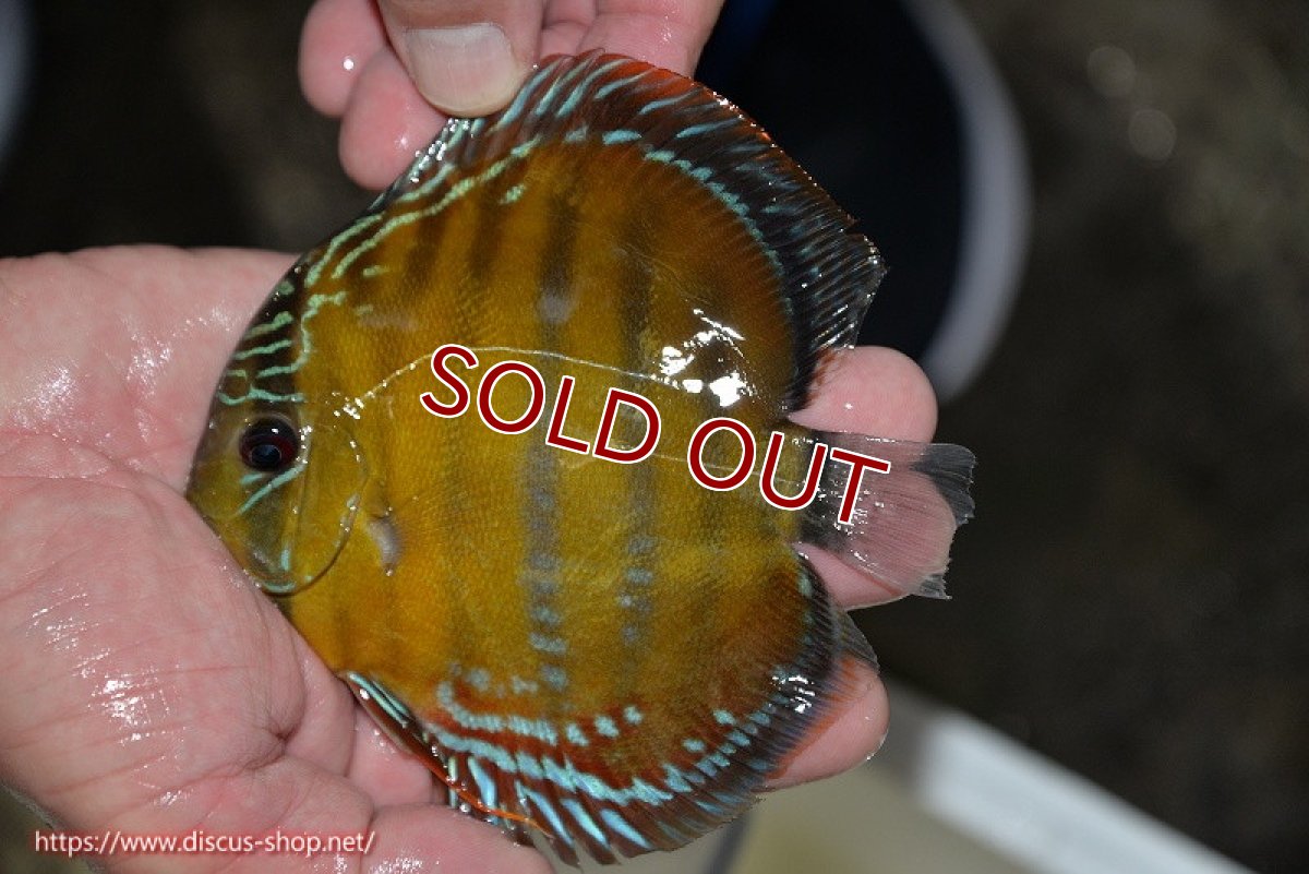 画像2: 【決算セール クーポンご利用で更に10％OFF対象商品】【ワイルドディスカス】【通販】【３年ぶりの入荷】ラーゴクリペア レッド【個体販売】11-13cm（生体）クリペア産 (2)