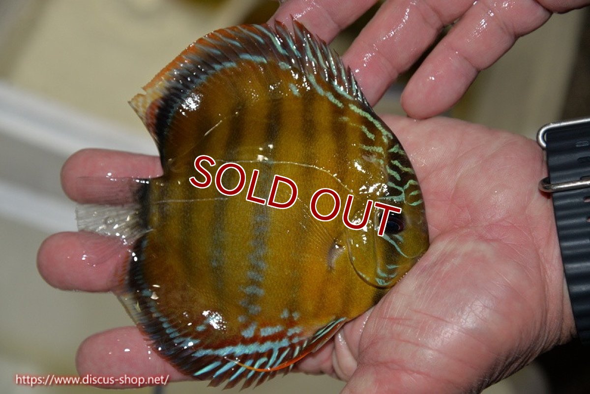 画像3: 【決算セール クーポンご利用で更に10％OFF対象商品】【ワイルドディスカス】【通販】【３年ぶりの入荷】ラーゴクリペア レッド【個体販売】11-13cm（生体）クリペア産 (3)