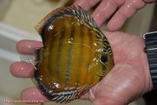 画像3: 【決算セール クーポンご利用で更に10％OFF対象商品】【ワイルドディスカス】【通販】【３年ぶりの入荷】ラーゴクリペア レッド【個体販売】11-13cm（生体）クリペア産 (3)