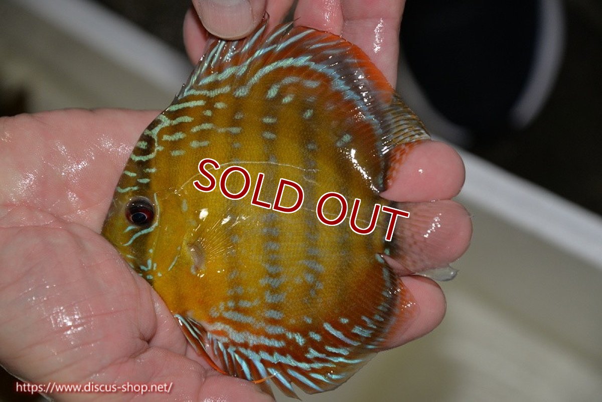 画像1: 【ワイルドディスカス】【通販】【３年ぶりの入荷】ラーゴクリペア レッド【個体販売】11-13cm（生体）クリペア産 (1)