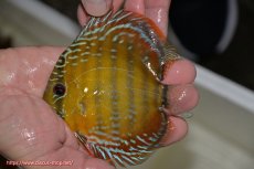 画像1: 【ワイルドディスカス】【通販】【３年ぶりの入荷】ラーゴクリペア レッド【個体販売】11-13cm（生体）クリペア産 (1)