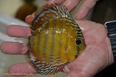 画像2: 【ワイルドディスカス】【通販】【３年ぶりの入荷】ラーゴクリペア レッド【個体販売】11-13cm（生体）クリペア産 (2)