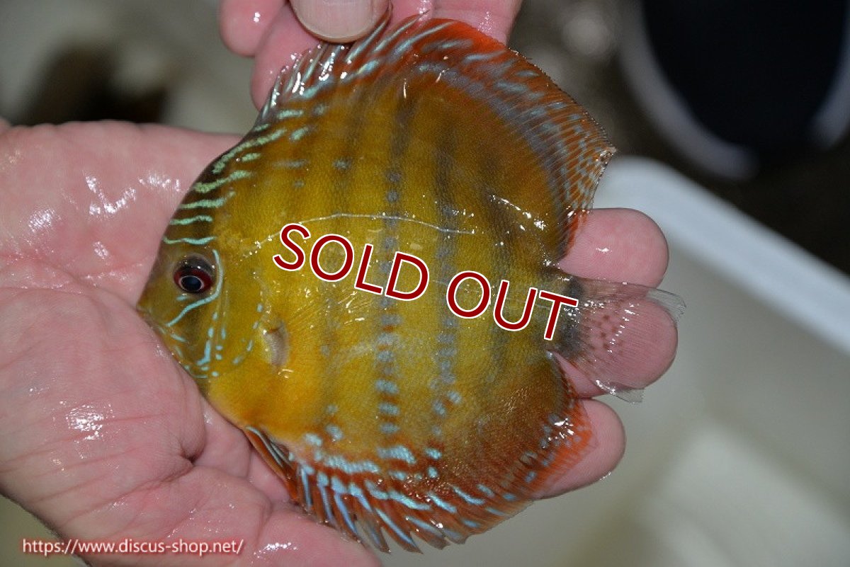 画像2: 【ワイルドディスカス】【通販】【３年ぶりの入荷】ラーゴクリペア レッド【個体販売】11-13cm（生体）クリペア産 (2)