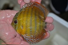 画像2: 【ワイルドディスカス】【通販】【３年ぶりの入荷】ラーゴクリペア レッド【個体販売】11-13cm（生体）クリペア産 (2)