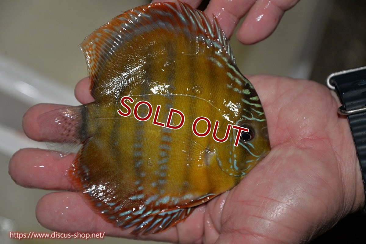 画像3: 【ワイルドディスカス】【通販】【３年ぶりの入荷】ラーゴクリペア レッド【個体販売】11-13cm（生体）クリペア産 (3)