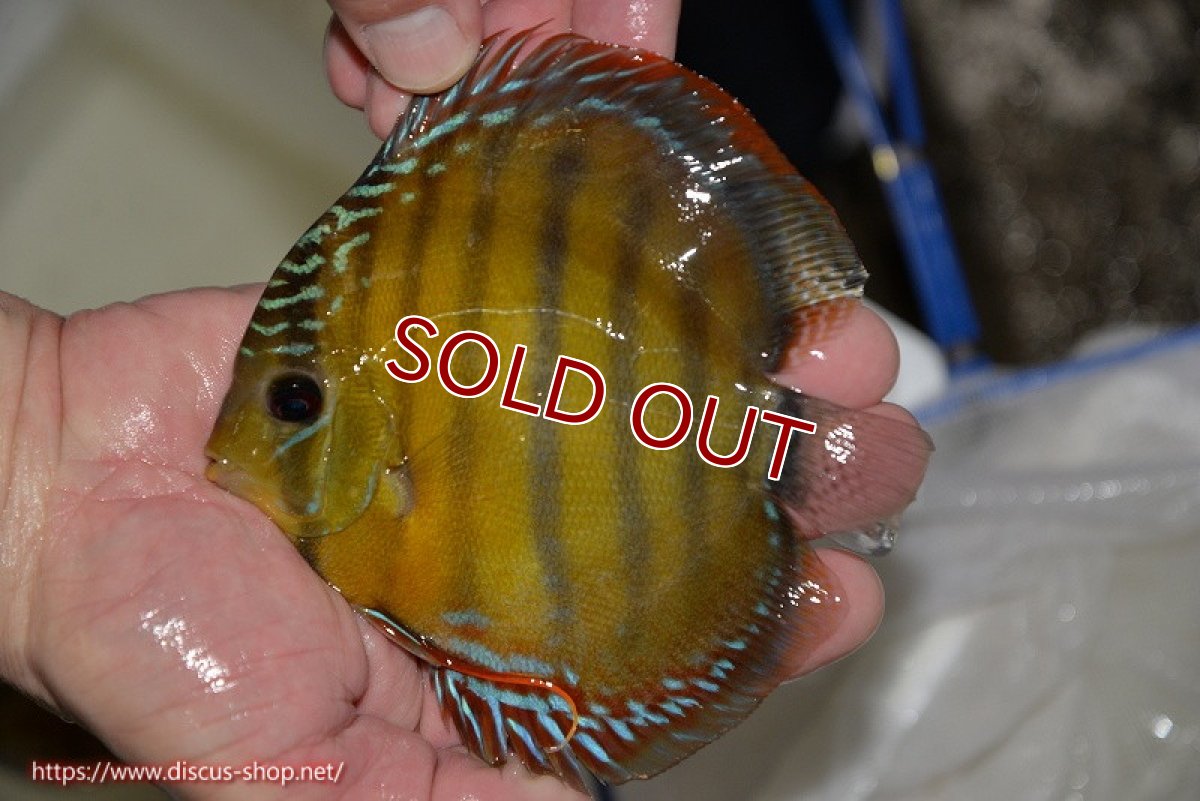 画像1: 【ワイルドディスカス】【通販】【３年ぶりの入荷】ラーゴクリペア レッド【個体販売】11-13cm（生体）クリペア産 (1)
