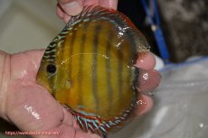 画像1: 【決算セール クーポンご利用で更に10％OFF対象商品】【ワイルドディスカス】【通販】【３年ぶりの入荷】ラーゴクリペア レッド【個体販売】11-13cm（生体）クリペア産 (1)