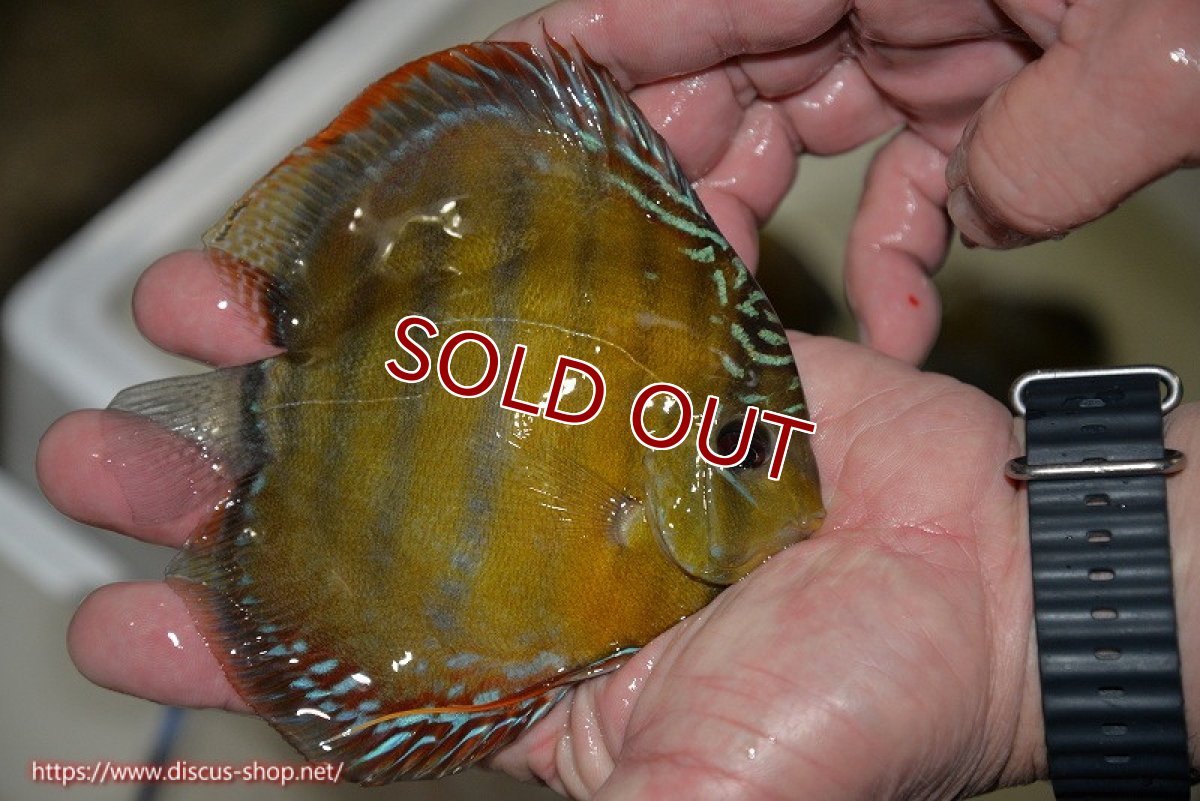 画像2: 【ワイルドディスカス】【通販】【３年ぶりの入荷】ラーゴクリペア レッド【個体販売】11-13cm（生体）クリペア産 (2)