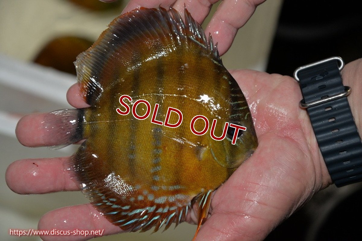 画像2: 【ワイルドディスカス】【通販】【３年ぶりの入荷】ラーゴクリペア レッド【個体販売】11-13cm（生体）クリペア産 (2)