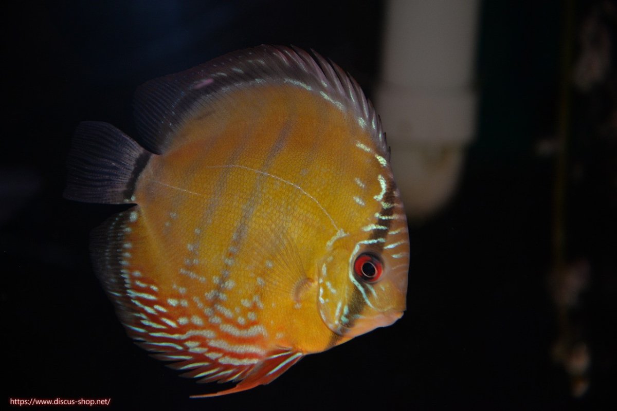 画像1: 【ワイルドディスカス】【通販】【３年ぶりの入荷】ラーゴクリペア レッド【個体販売】11-13cm（生体）クリペア産 (1)