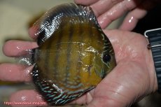 画像3: 【ワイルドディスカス】【通販】【３年ぶりの入荷】ラーゴクリペア レッド【個体販売】11-13cm（生体）クリペア産 (3)