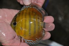 画像1: 【決算セール クーポンご利用で更に10％OFF対象商品】【ワイルドディスカス】【通販】【３年ぶりの入荷】ラーゴクリペア レッド【個体販売】11-13cm（生体）クリペア産 (1)