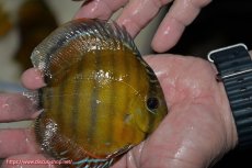 画像2: 【決算セール クーポンご利用で更に10％OFF対象商品】【ワイルドディスカス】【通販】【３年ぶりの入荷】ラーゴクリペア レッド【個体販売】11-13cm（生体）クリペア産 (2)