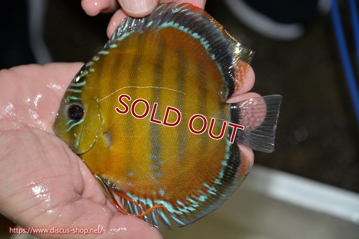 画像1: 【ワイルドディスカス】【通販】【３年ぶりの入荷】ラーゴクリペア レッド(金目）【個体販売】11-13cm（生体）クリペア産 (1)