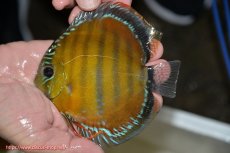 画像1: 【ワイルドディスカス】【通販】【３年ぶりの入荷】ラーゴクリペア レッド(金目）【個体販売】11-13cm（生体）クリペア産 (1)