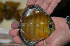 画像2: 【ワイルドディスカス】【通販】【３年ぶりの入荷】ラーゴクリペア レッド(金目）【個体販売】11-13cm（生体）クリペア産 (2)