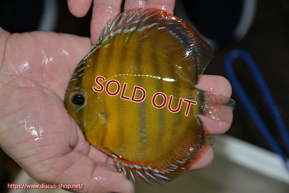 画像1: 【決算セール クーポンご利用で更に10％OFF対象商品】【ワイルドディスカス】【通販】【３年ぶりの入荷】ラーゴクリペア レッド(金目）【個体販売】11-13cm（生体）クリペア産 (1)