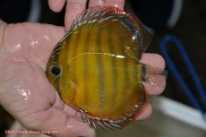 画像1: 【決算セール クーポンご利用で更に10％OFF対象商品】【ワイルドディスカス】【通販】【３年ぶりの入荷】ラーゴクリペア レッド(金目）【個体販売】11-13cm（生体）クリペア産 (1)