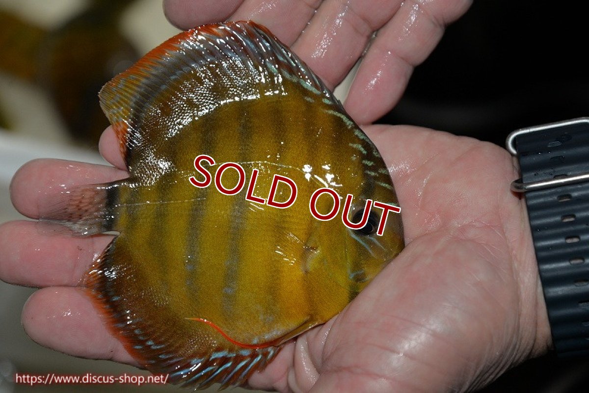 画像2: 【決算セール クーポンご利用で更に10％OFF対象商品】【ワイルドディスカス】【通販】【３年ぶりの入荷】ラーゴクリペア レッド(金目）【個体販売】11-13cm（生体）クリペア産 (2)