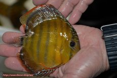 画像2: 【決算セール クーポンご利用で更に10％OFF対象商品】【ワイルドディスカス】【通販】【３年ぶりの入荷】ラーゴクリペア レッド(金目）【個体販売】11-13cm（生体）クリペア産 (2)