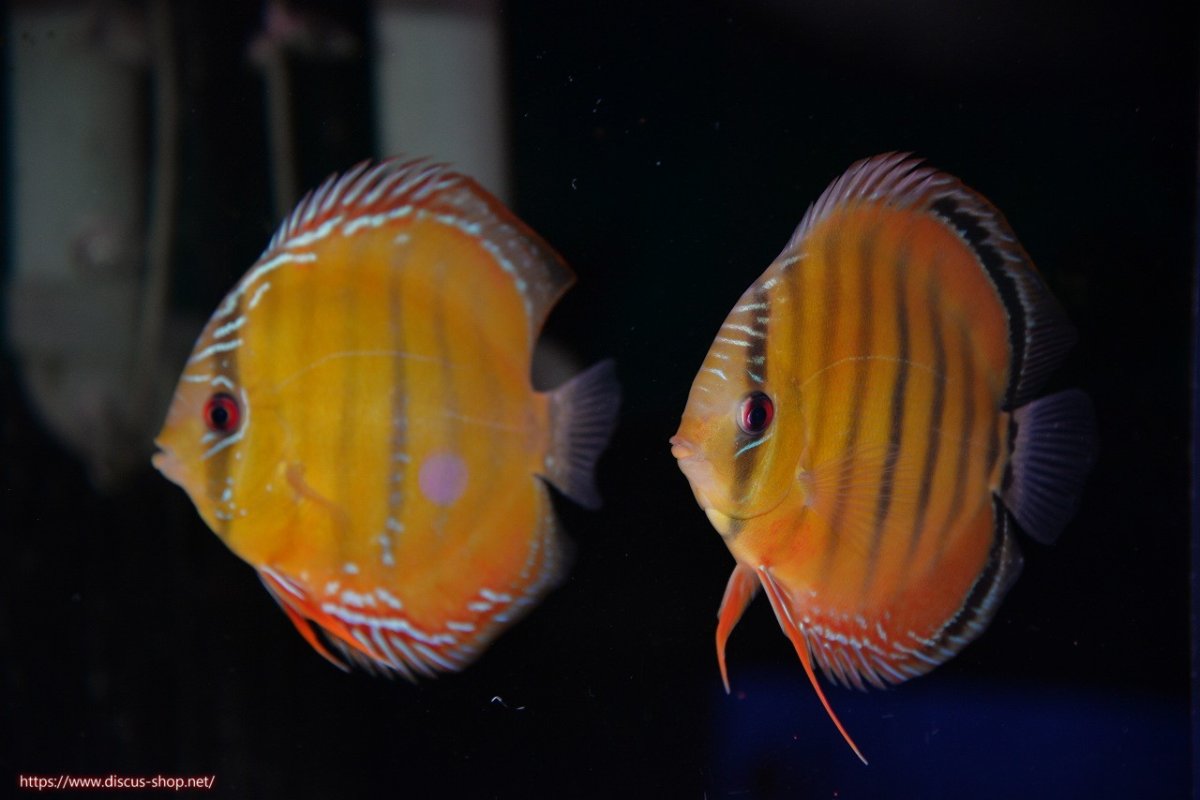 画像1: 【決算セール対象個体】【ワイルドディスカス】【通販】【３年ぶりの入荷】ラーゴクリペア スーパーレッド【個体ペア販売】13-14cm（生体）クリペア産 (1)