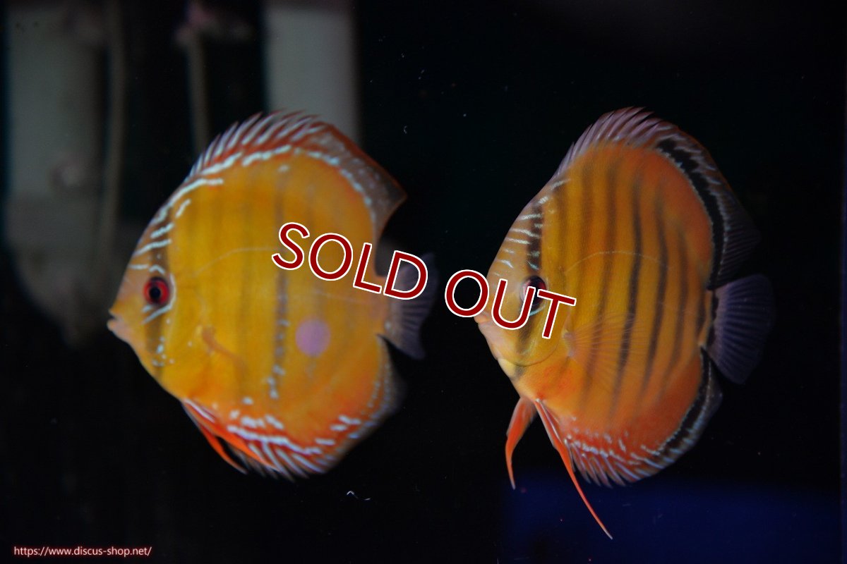 画像1: 【ワイルドディスカス】【通販】【３年ぶりの入荷】ラーゴクリペア スーパーレッド【個体ペア販売】13-14cm（生体）クリペア産 (1)