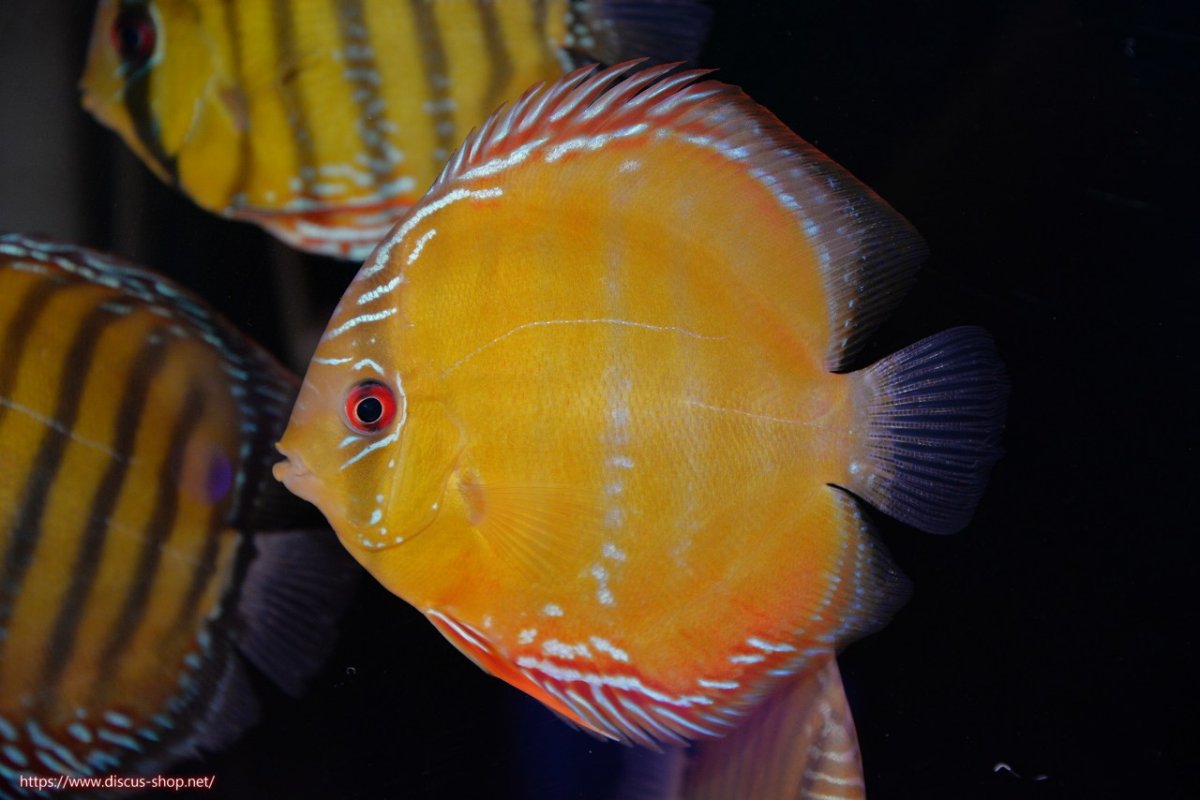 画像2: 【決算セール対象個体】【ワイルドディスカス】【通販】【３年ぶりの入荷】ラーゴクリペア スーパーレッド【個体ペア販売】13-14cm（生体）クリペア産 (2)