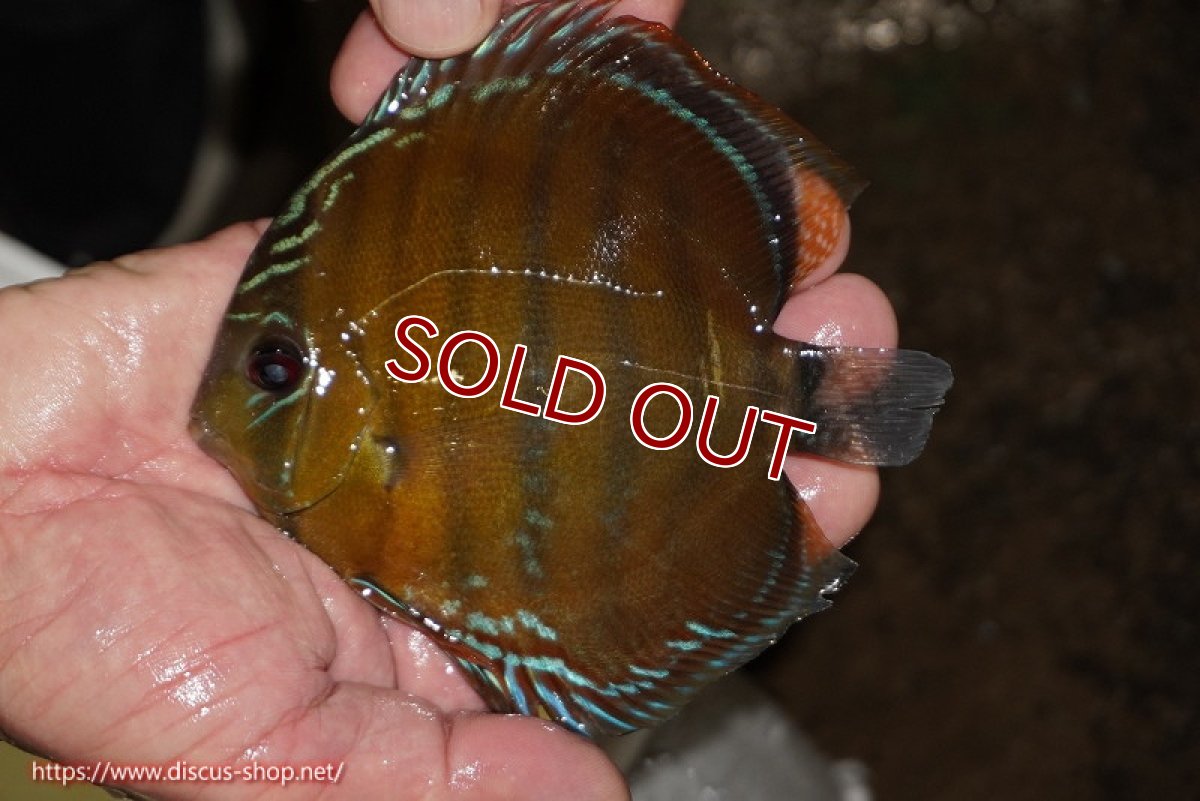 画像3: 【ワイルドディスカス】【通販】【３年ぶりの入荷】ラーゴクリペア スーパーレッド【個体ペア販売】13-14cm（生体）クリペア産 (3)