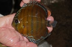 画像3: 【決算セール対象個体】【ワイルドディスカス】【通販】【３年ぶりの入荷】ラーゴクリペア スーパーレッド【個体ペア販売】13-14cm（生体）クリペア産 (3)