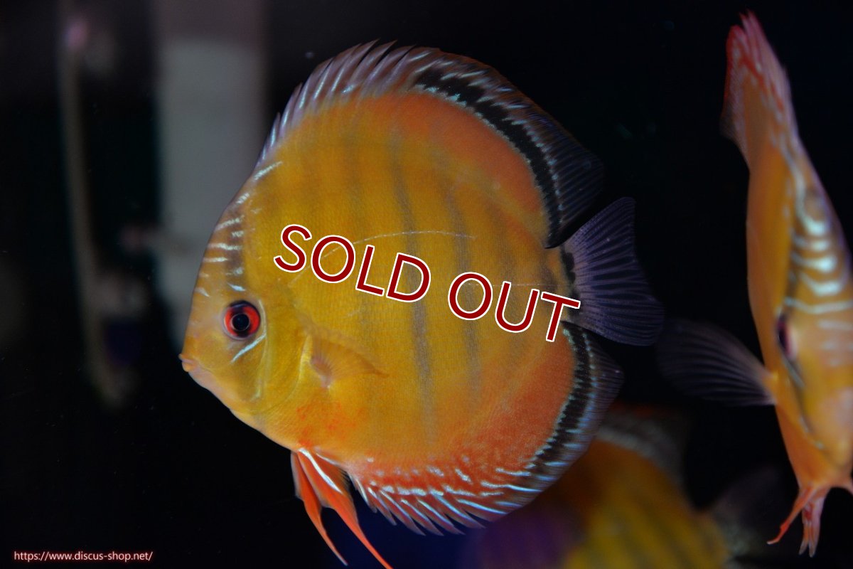 画像5: 【ワイルドディスカス】【通販】【３年ぶりの入荷】ラーゴクリペア スーパーレッド【個体ペア販売】13-14cm（生体）クリペア産 (5)