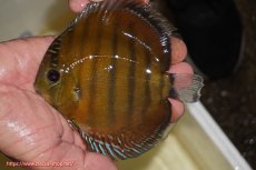 画像6: 【決算セール対象個体】【ワイルドディスカス】【通販】【３年ぶりの入荷】ラーゴクリペア スーパーレッド【個体ペア販売】13-14cm（生体）クリペア産 (6)