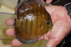 画像7: 【決算セール対象個体】【ワイルドディスカス】【通販】【３年ぶりの入荷】ラーゴクリペア スーパーレッド【個体ペア販売】13-14cm（生体）クリペア産 (7)