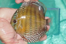 画像3: 【30周年記念セール対象個体】【ワイルドディスカス】【通販】【３年ぶりの入荷】ラーゴクリペア ロイヤル＆スーパーレッド【個体ペア販売】13-14cm（生体）クリペア産 (3)