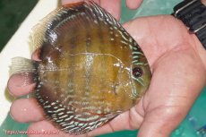 画像4: 【30周年記念セール対象個体】【ワイルドディスカス】【通販】【３年ぶりの入荷】ラーゴクリペア ロイヤル＆スーパーレッド【個体ペア販売】13-14cm（生体）クリペア産 (4)