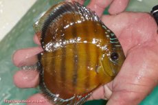 画像7: 【30周年記念セール対象個体】【ワイルドディスカス】【通販】【３年ぶりの入荷】ラーゴクリペア ロイヤル＆スーパーレッド【個体ペア販売】13-14cm（生体）クリペア産 (7)